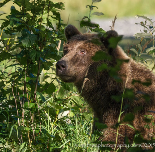 Porn photo bears–bears–bears:  Enlightened