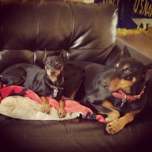 Duke & Izzy chillin’ #dogs #miniaturepinscher  #dobermanpinscher #lazy #relax #daytimedawgdramas  (at Home’t)