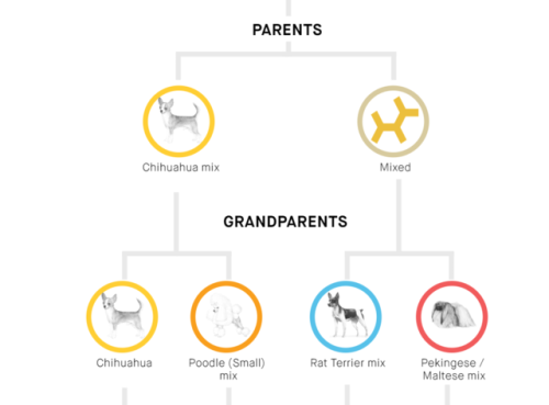 And here’s the results! I had no idea her family history was this complicated! I knew she was unique