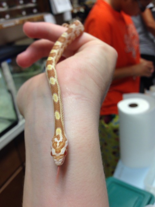 rate-my-reptile: hufflrpuff: one of the babies i’m taking care of this semester :D Welocolm to