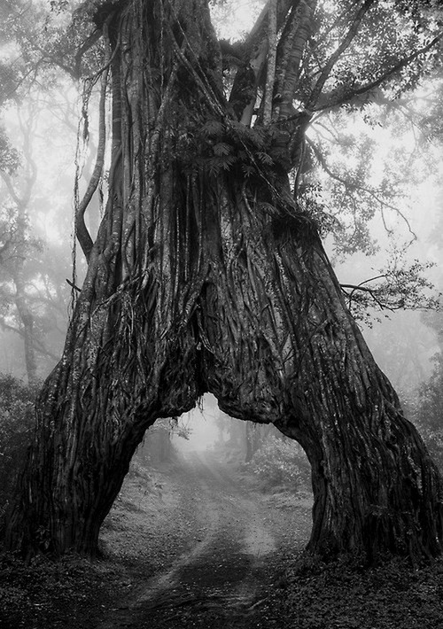 revesdufrance:  Arusha National Park, Tanzania | via Tumblr on We Heart It. http://weheartit.com/entry/69591824/via/Intenebrissunt