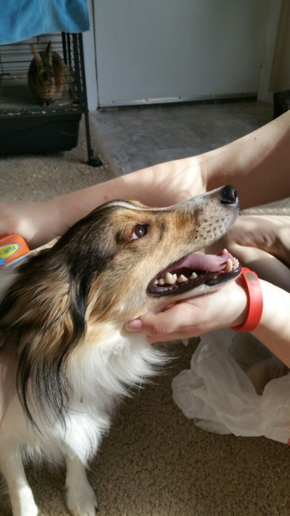spartathesheltie:  tuckiepup:Well, it’s officially been over 60 degrees outside for about a week, which if I’m correct means it’s about time for us to witness and prepare for Tucker’s first spring “blowout”. He loves brushies, except for the