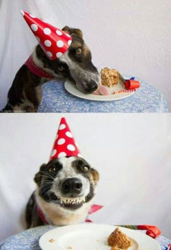 srsfunny:Doggy, Say Cheesehttp://srsfunny.tumblr.com/