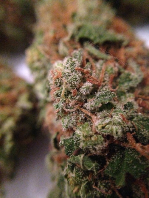 aliensandmaryjane:Weed is just so pretty ~