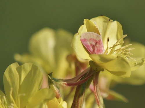 Rosy Maple Moth On Common Evening Primrose