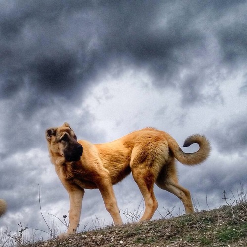 kangal