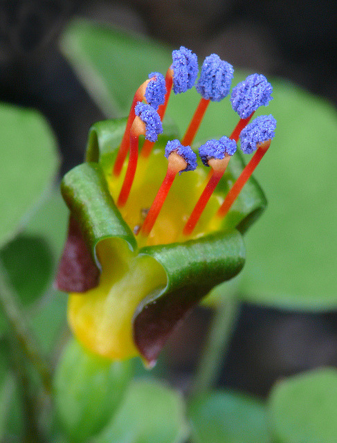 Porn libutron:  Creeping Fuchsia - Fuchsia procumbens photos