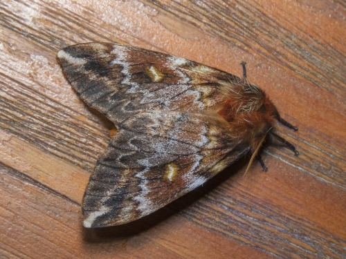 Male Chilean Silkmoths, Ormiscodes Schmidtnielseni, Saturniidae