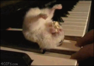 Porn the-absolute-best-gifs: Hamster loves his photos