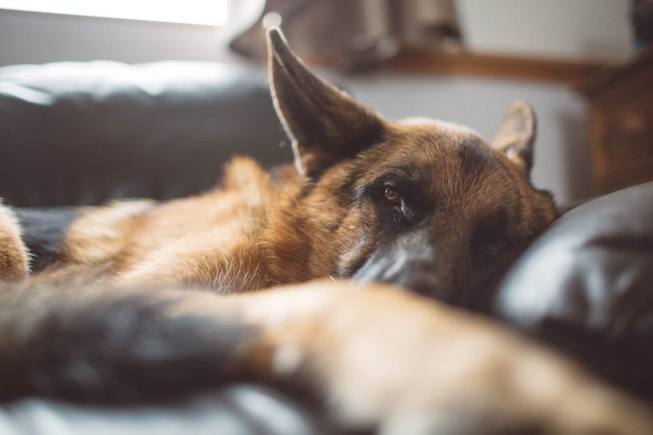 if-people-were-rain:  I really fricking love my dog.