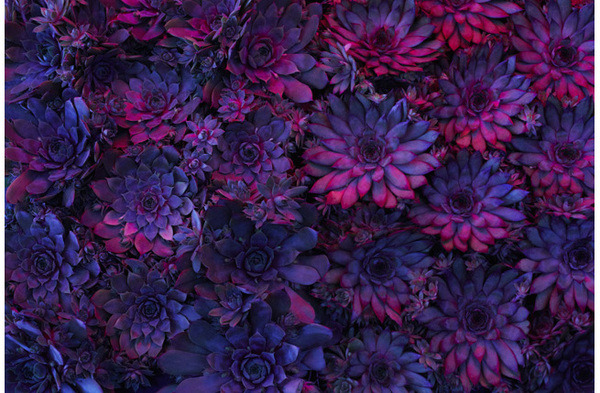 opticallyaroused:  Flora 