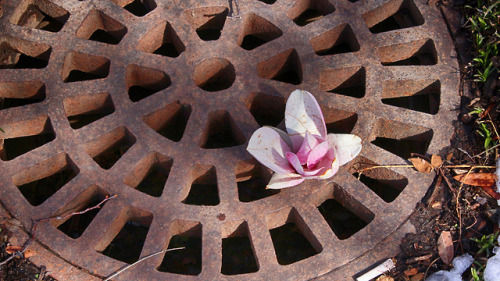 A single Cherry Blossom in a grate taken during my time in...