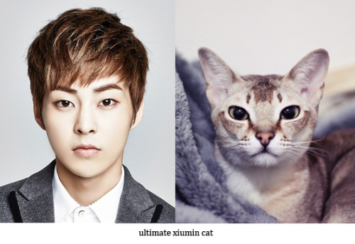 doublecontract:  omg i fell in love with this series…. n with that cat….   I knew it!