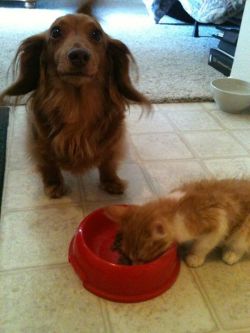 awwww-cute:  My dog rescued a kitten from