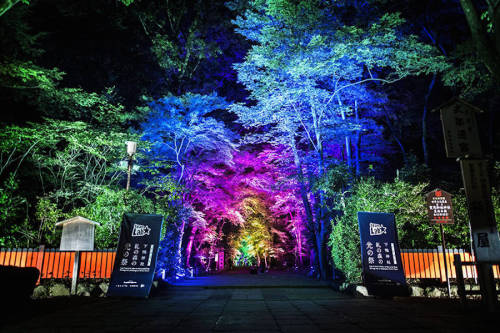 thedesigndome:  Tokyo Forest and Shrine Spectacularly Illuminated In Interactive Light Display The ancient sanctuary, Shimogamo Shrine and its neighbouring forest has been illuminated in two brilliant interactive light displays by Teamlab. Keep reading