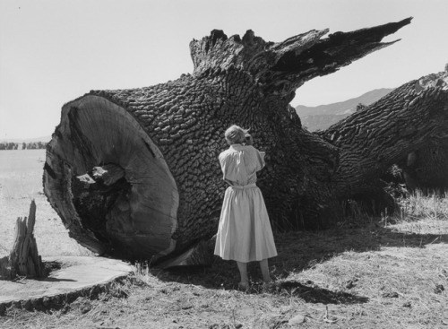 joeinct:Dorothea Lange Photographing Tree, Photo by Pirkle Jones