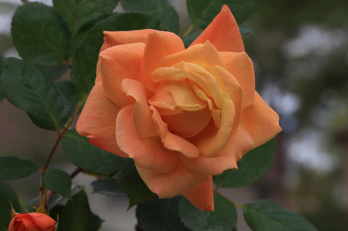 eliciaforever:Orange Rose by ChefeGrande