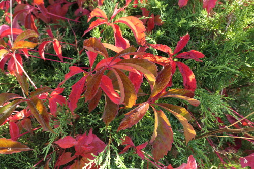 Parthenocissus inserta — thicket creeper a.k.a. woodbineJuniperus chinensis — Chinese juniper