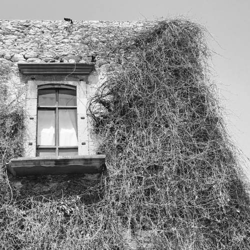 La ventana y enredadera  #ventanas #ventanas_mex #ventanasconencanto #ventanainn #ventanasmx #ventan