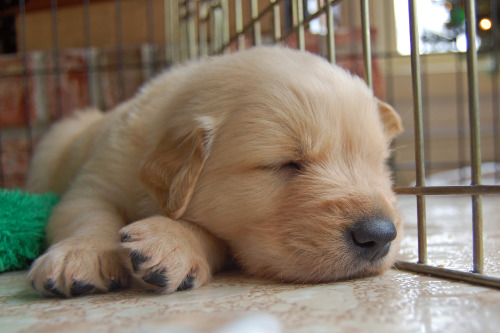 labradork829:  4-week-old Golden Retriever puppies who are all future Leader Dogs for the Blind. 