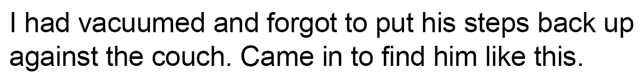 sirfrogsworth: This is the same guilt you feel when you accidentally step on a paw