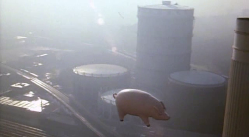 calimarikid:  Pink Floyd Animals photoshoot 1977 