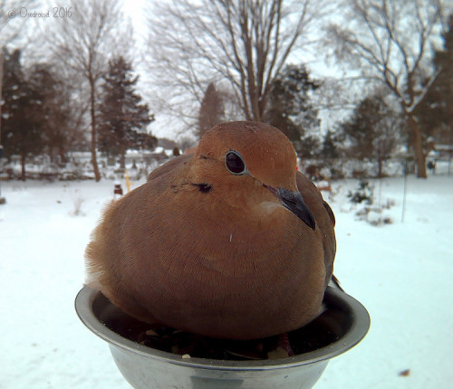 mymodernmet:Woman Sets Up Bird Feeder Photo Booth to Capture Close-Ups of Feathered Friends