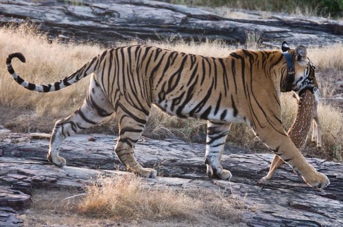 how2skinatiger:Photos by Andrew Miller || CC BY-NC 2.0