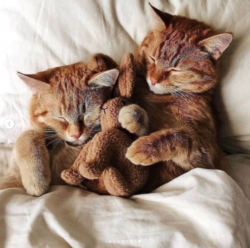 justcatposts: So much love  via @anyagrapes