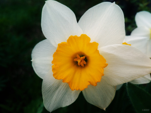 . 24. Narcissus Big Gun. May 24.