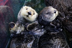 montereybayaquarium:    Time to cuddle up with your significant otter. Happy Valentine’s Day!