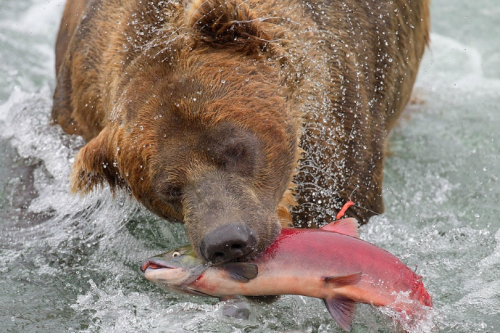 rebexorcist:  tulipnight:  Bear catching salmon by  Tin Man  @artemispanthar