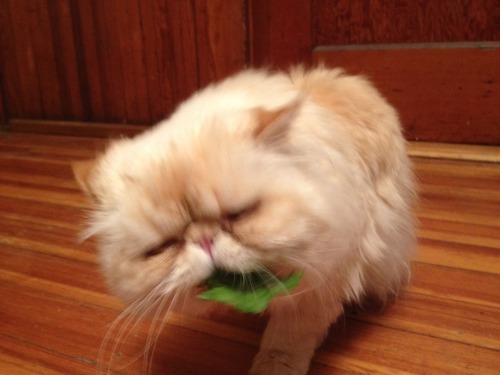 I’ve got something in my teeth.www.facebook.com/LucifurFluffypants/allactivitySubmitte