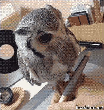 vicissitor  replied to your post “ok so i bought overwatch for pc thats coming out tomorrow…i gotta get…”Become famous for your Over watch skills just using a pen/tablet interface. Alternatively, use  a Rockband guitar controller.