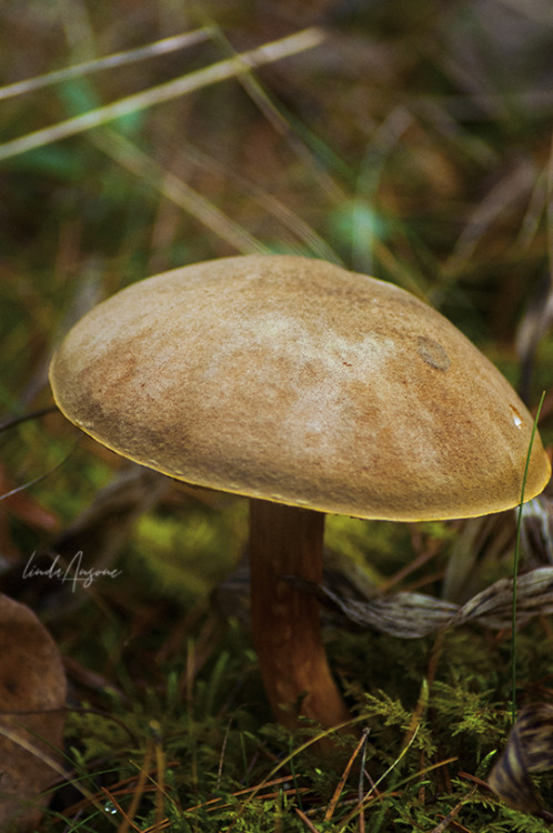 Xerocomus subtomentosus | Suede Bolete