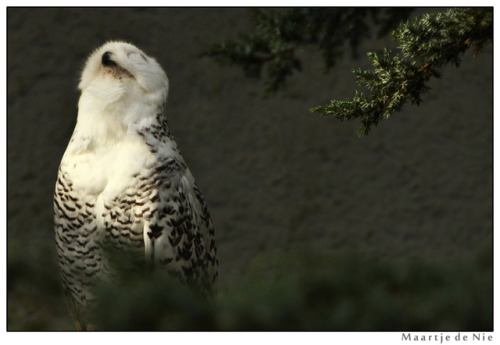 maartje-de-nie-photography:Singing