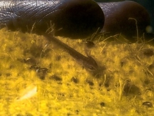 Stop the presses yet again! There are child newts in our pond, probably palmate newts since that’s t