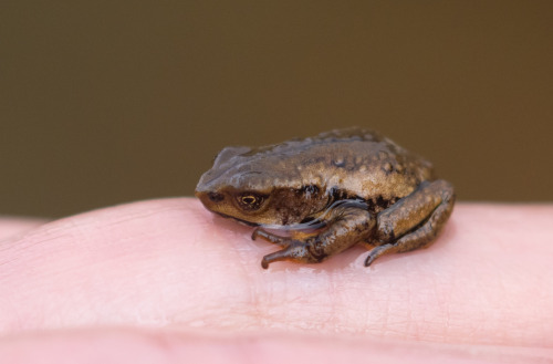 Tiny juvenile specimens of Guajira stubfoot toads [Atelopus carrikeri]. This species is endemic to t