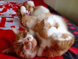 awwww-cute:  I found him sleeping like this