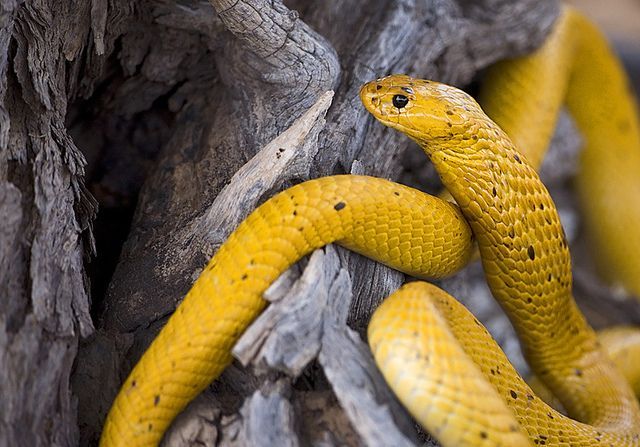 exotic-venom:(Naja nivea) Cape cobra