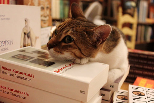 Bookstore Cat - Santorini, Greece (via ZoeVani)