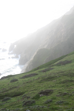 woodlandsouls:  Deer Grazing in the Fog (by