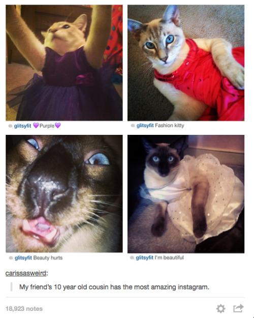 itsstuckyinmyhead:Cats and Tumblr