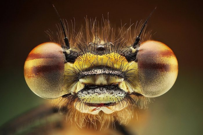 odditiesoflife:  Macro Insect Photography Slovak Photographer Dusan Beno has built