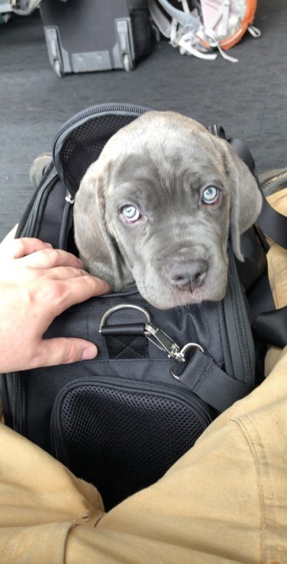 Wheels rolling and I’m NYC bound with little Bella! A very excited buyer and family waiting for this little bundle of love and I can’t blame them ❤️