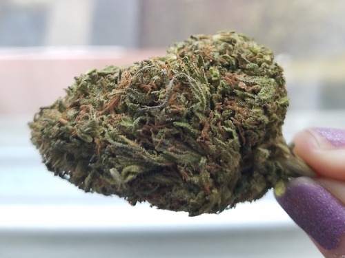 bre-is-stoned:This sour diesel was delicious