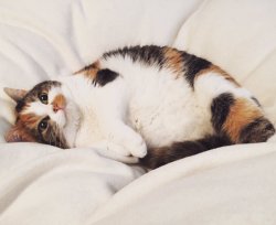 gokuma:  Reblog the happy chubby cat for