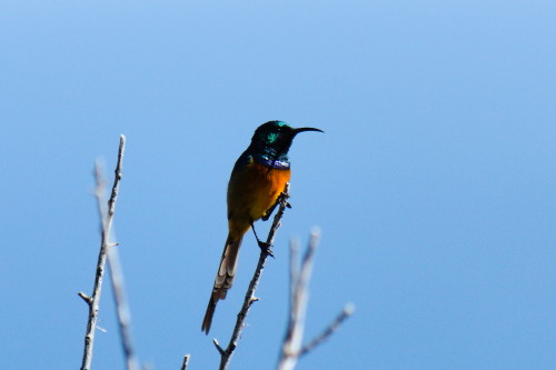 An orange-breasted sunbird out on Chapman’s Peak. This guy was very friendly, landing on three diffe
