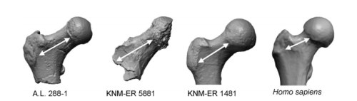 theolduvaigorge:Associated ilium and femur from Koobi Fora, Kenya, and postcranial diversity in earl