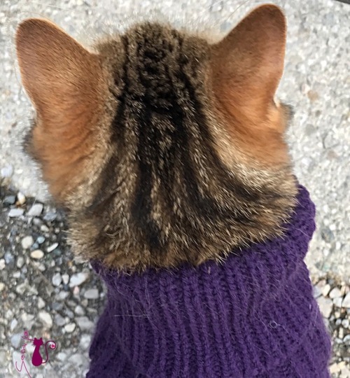 samirafee:#MAJA❤Ready for WALKING…@samirafee